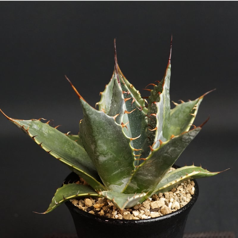 Agave parrasana