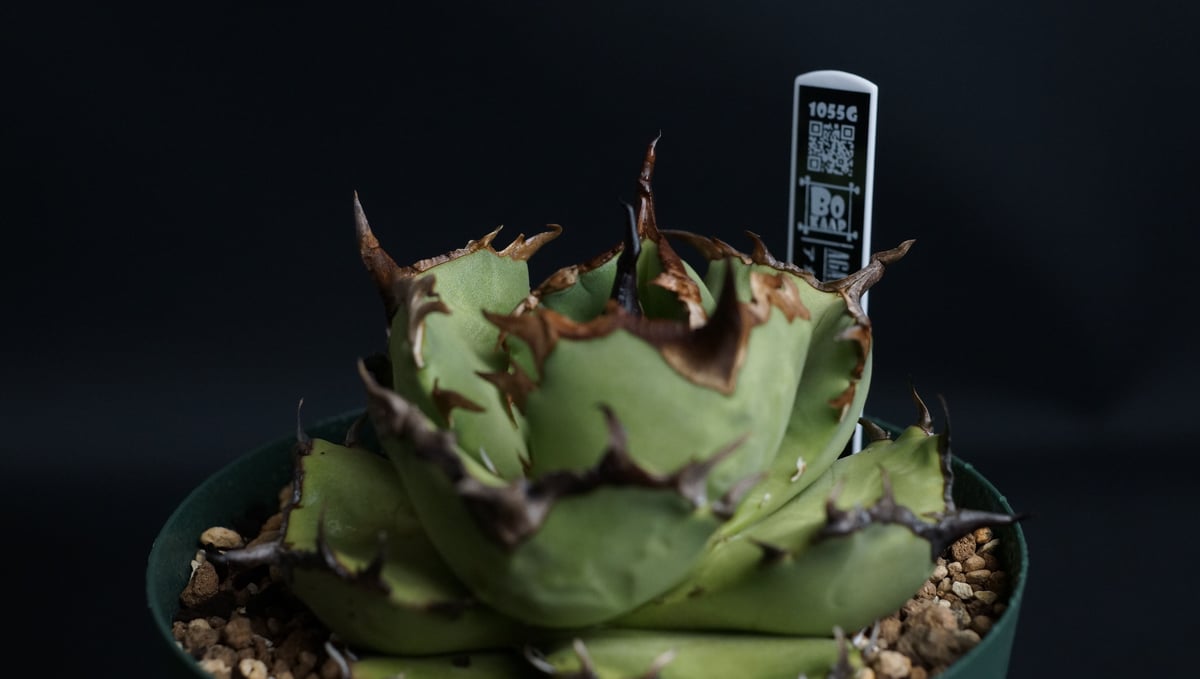 AGAVE TITANOTA FO76 compacta