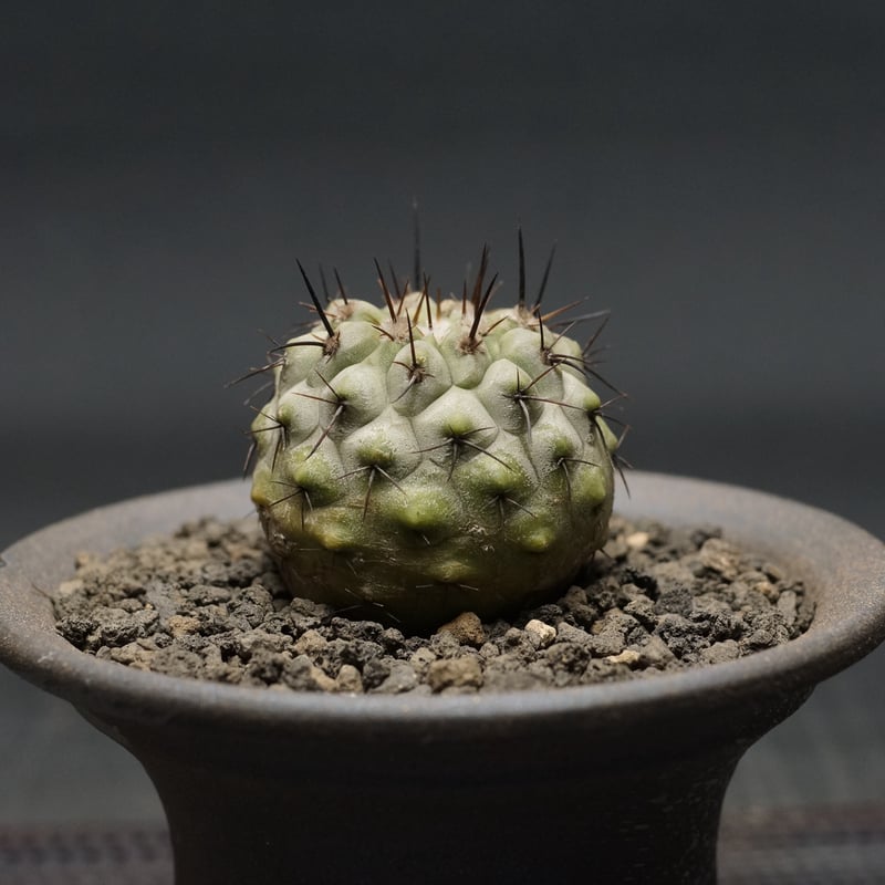 Copiapoa cinerea