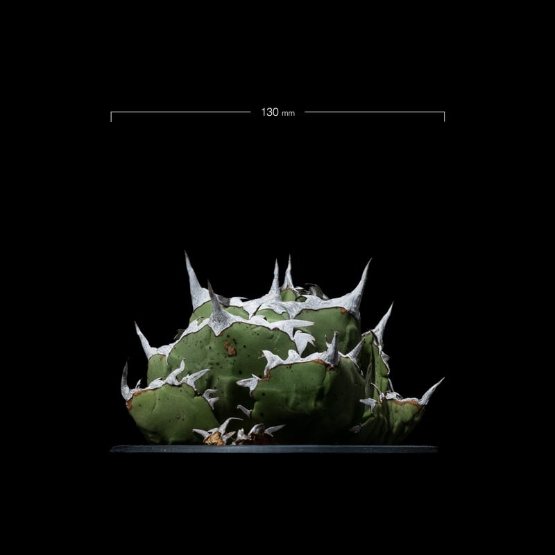 アガベ チタノタ 螃蟹 / Agave titanota 'Crab' #1 | Ducks