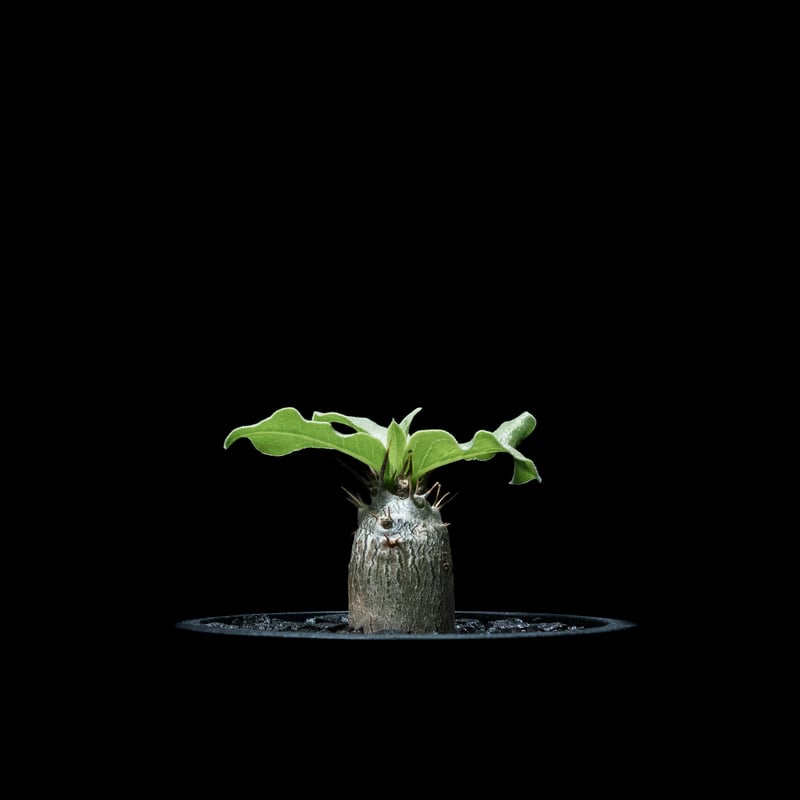 パキポディウム レアリー / Pachypodium Lealii #1 | Ducks (
