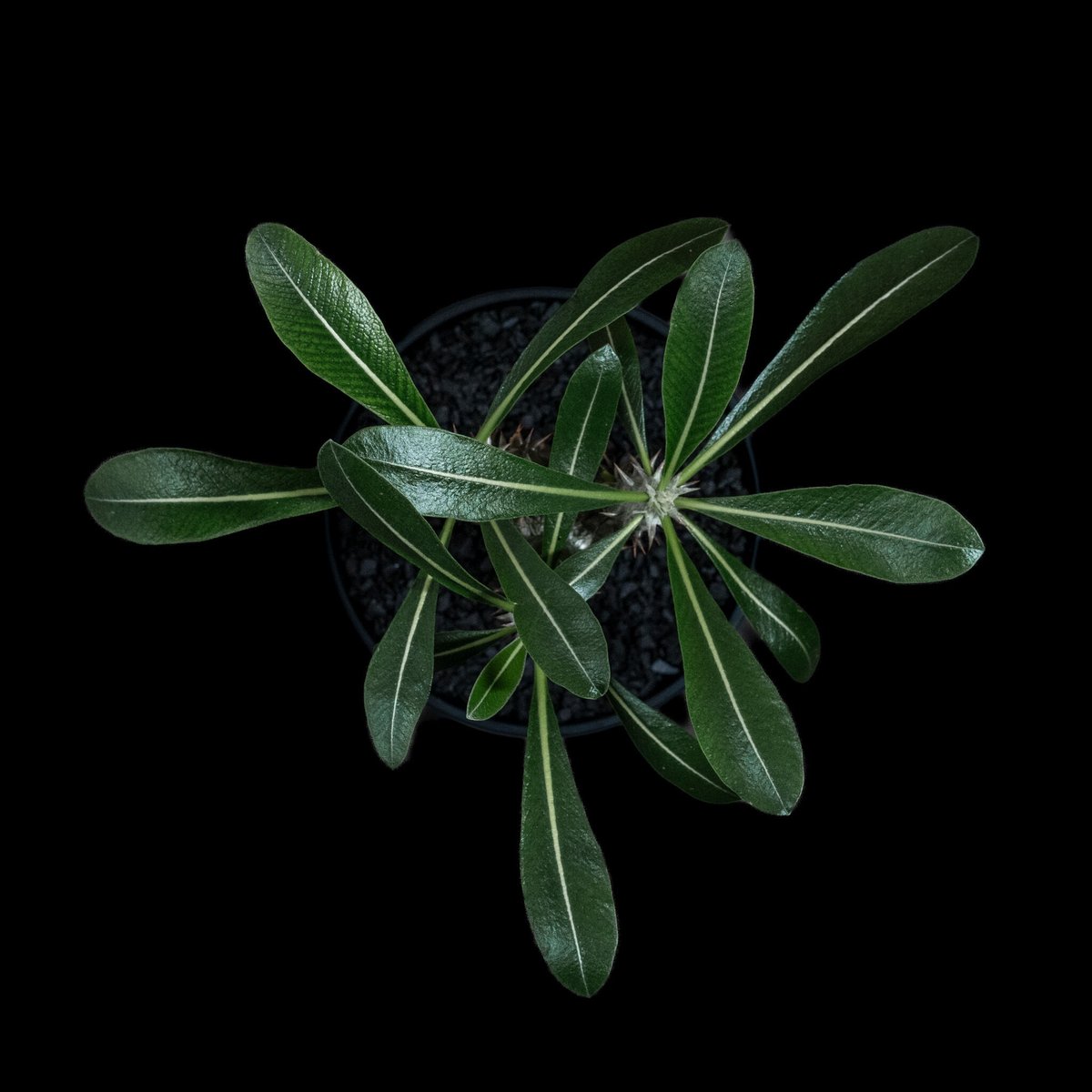 パキポディウム 伊藤ハイブリッド / Pachypodium 'Itoh Hybrid' #1
