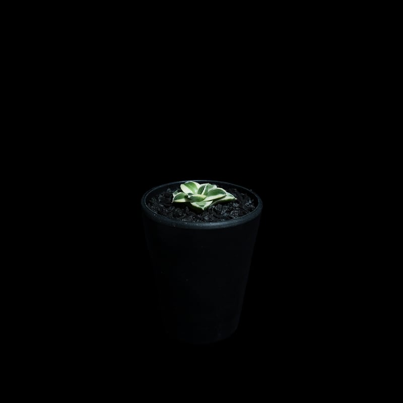 アガベ 王妃笹の雪 A型 白覆輪斑 ピンキー / Agave filifera var. co