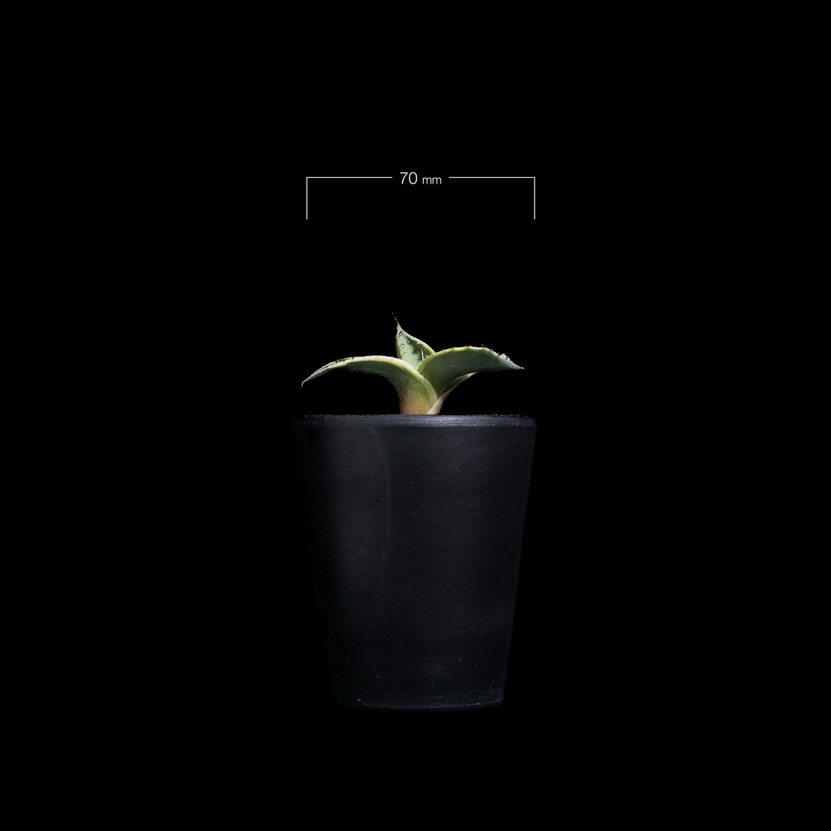 アガベ パリー トルンカータ オリザバ / Agave parryi var. truncat
