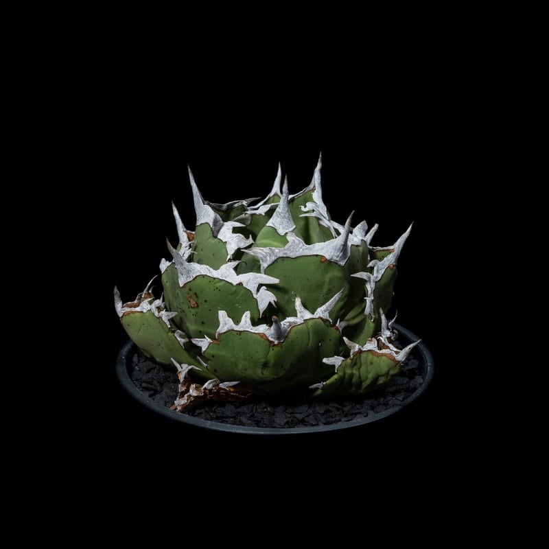 アガベ チタノタ 螃蟹 / Agave titanota 'Crab' #1 | Ducks
