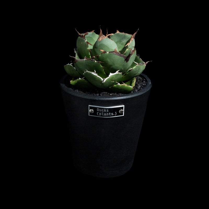 アガベ チタノタ ジャガーノート 純血 / Agave titanota 'Juggernau
