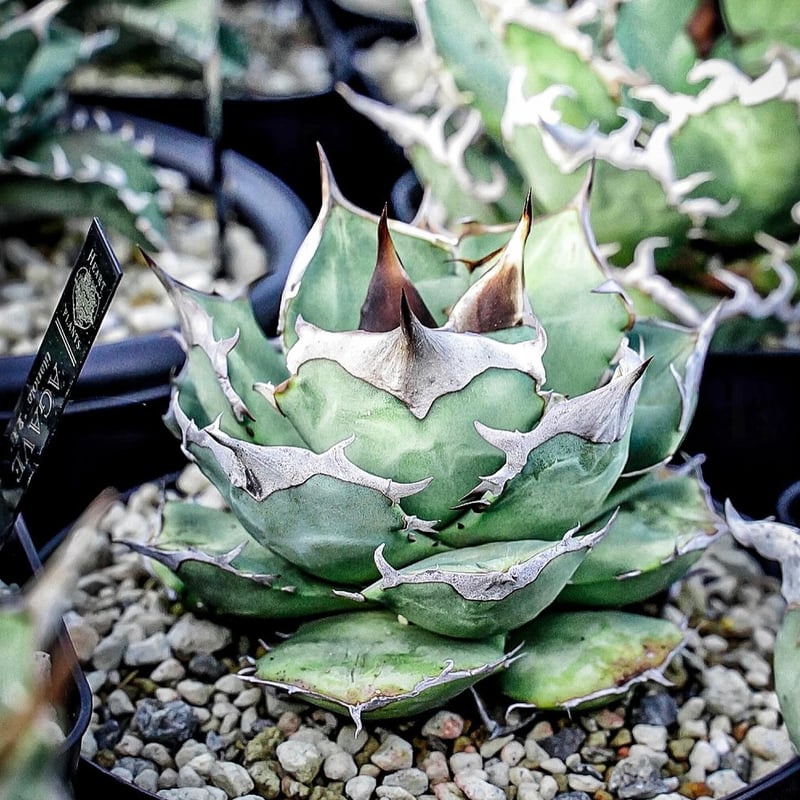 アガベ クラウンイーグル 冠鷲 大きめ | アガベ専門店 Heart plants.