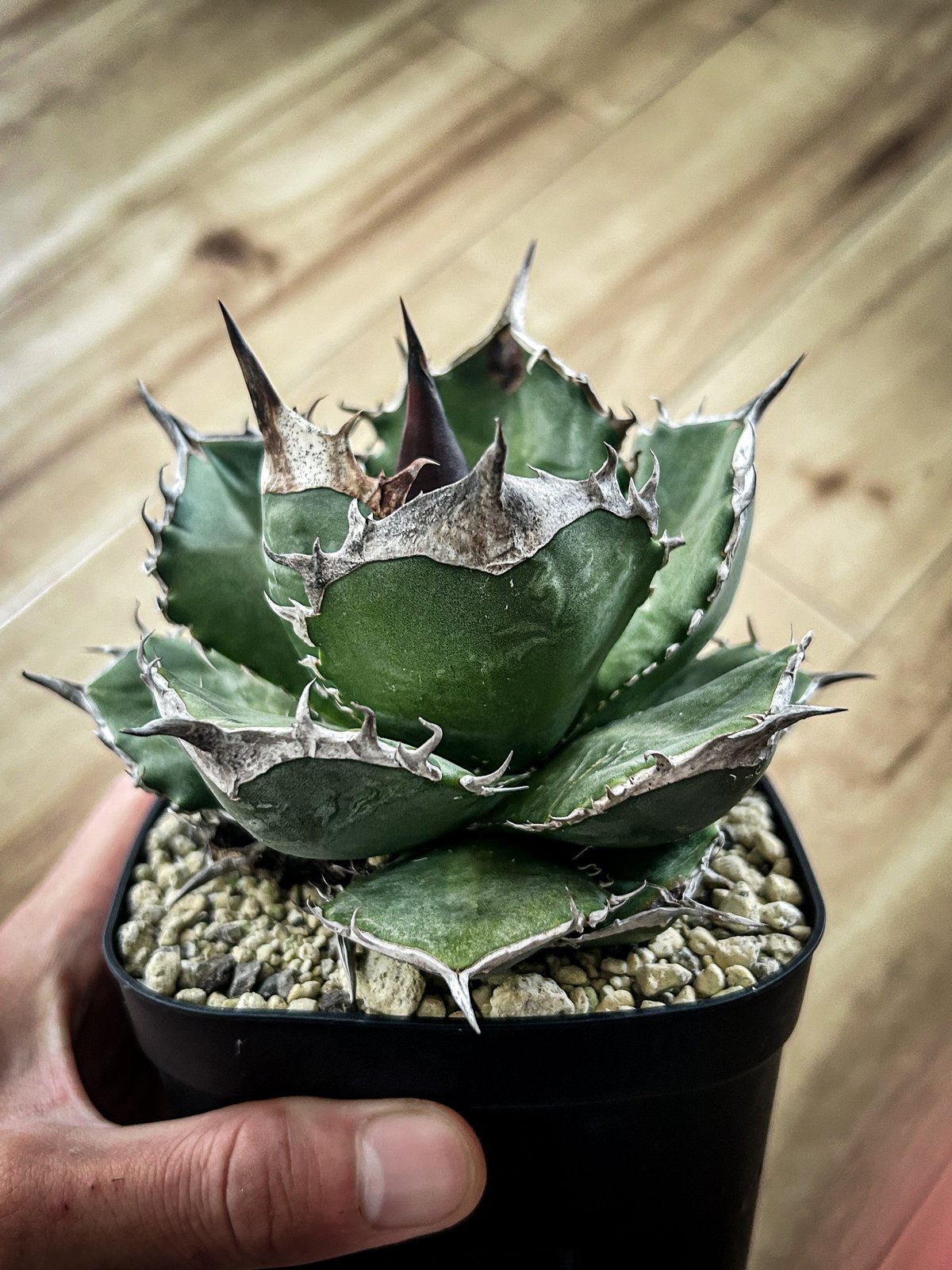 アガベ 緑犀牛 | アガベ専門店 Heart plants.