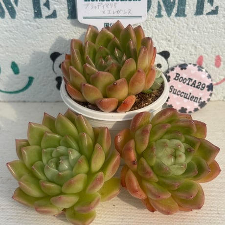 CATEGORY リエール苗 | BooTA29♡Succulent