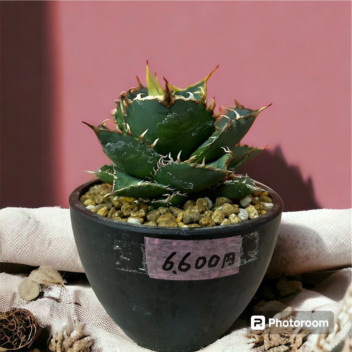 アガベ チタノタ FO-076 | HARENOHI-PLANTS