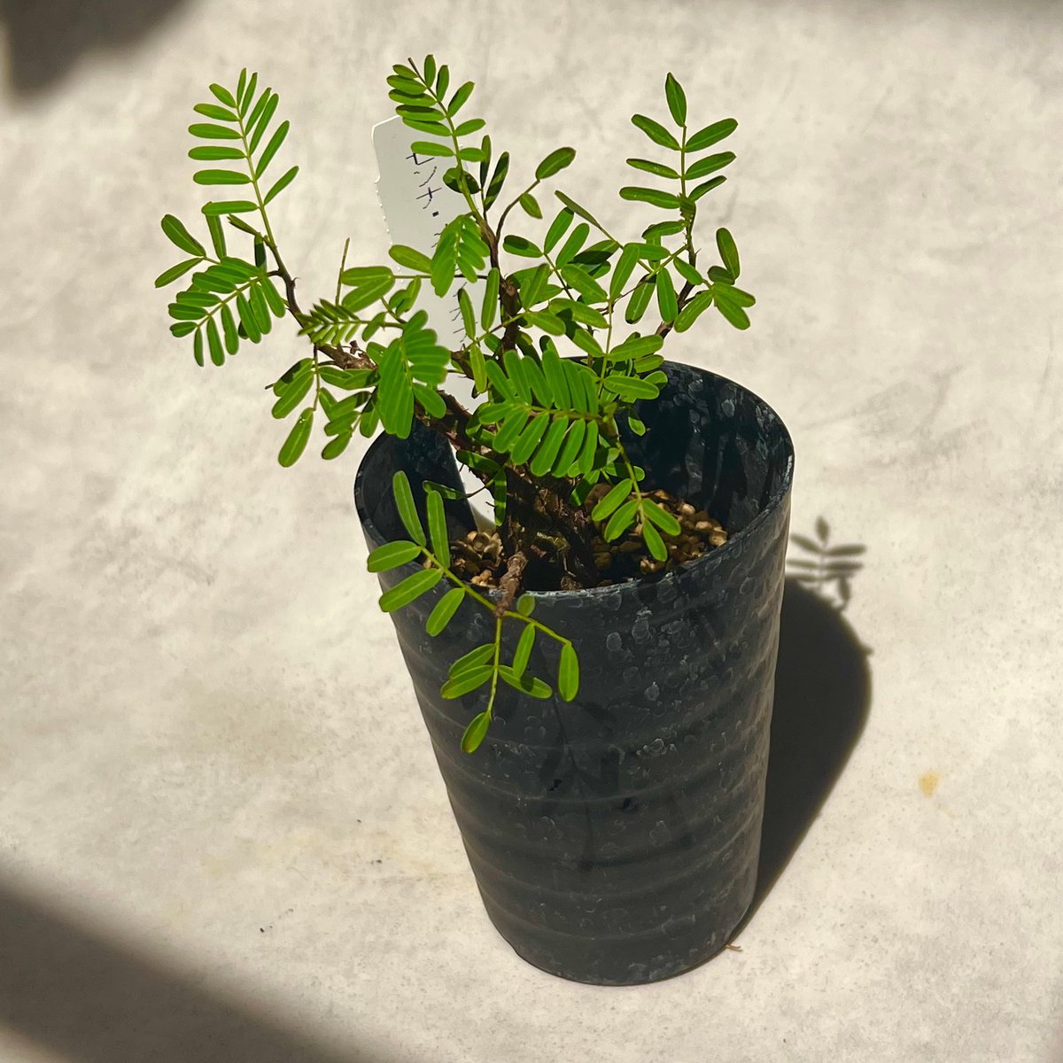 センナメリディオナリス 実生株 3号 | BB Plants Store