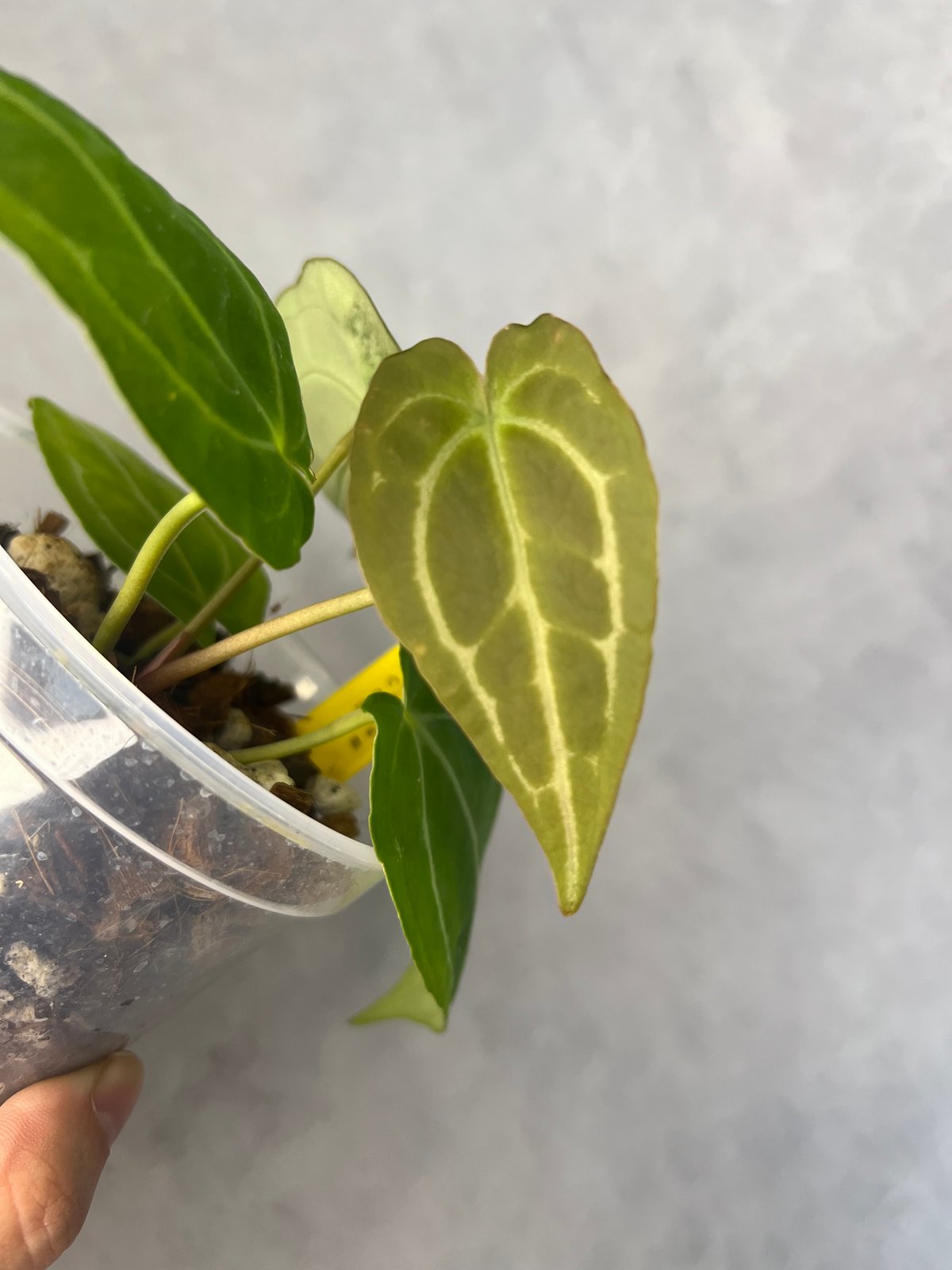 アンスリウムハイブリッド クリスタリナム | BB Plants Store