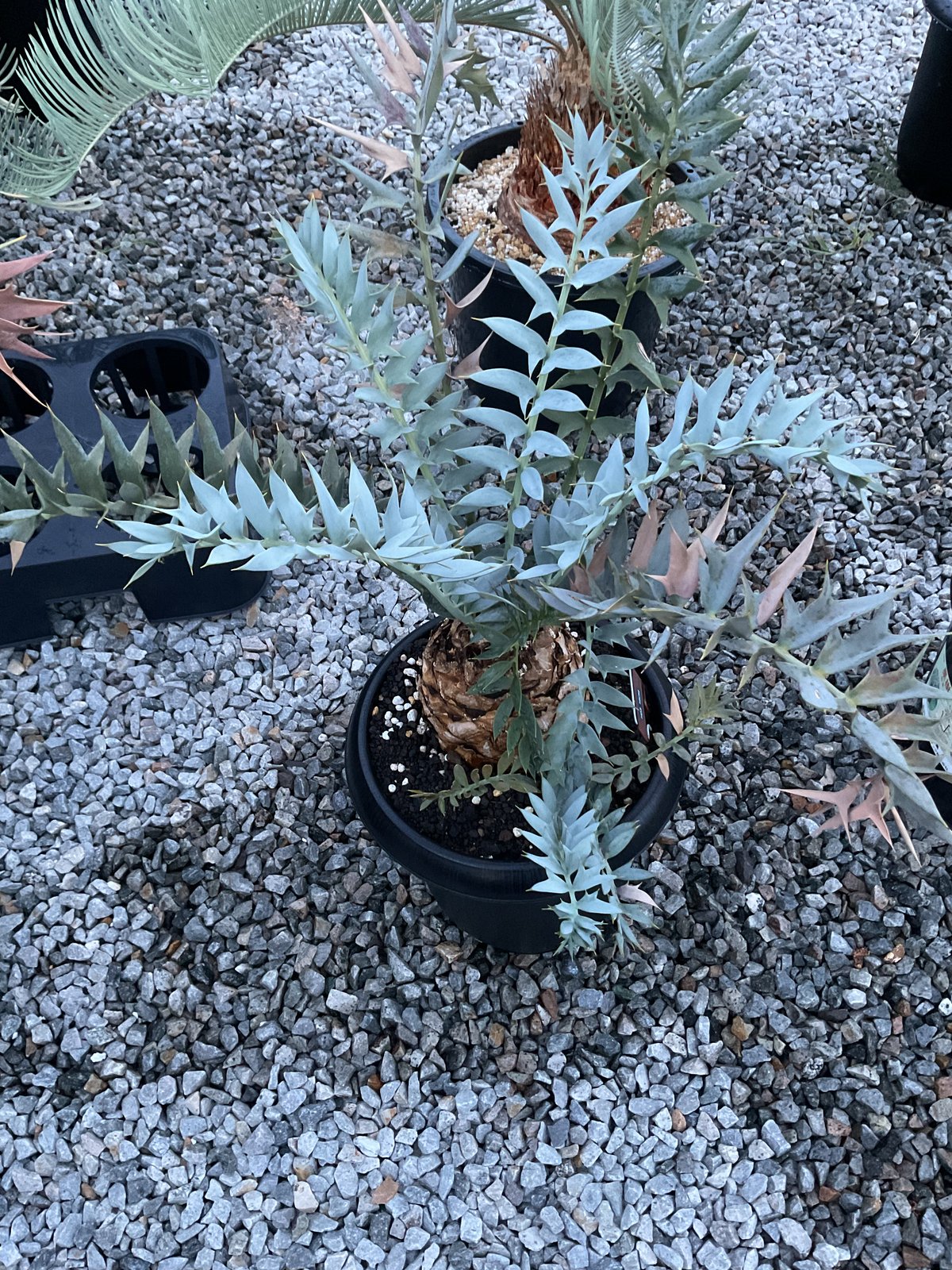 エンセファラルトス・ホリダス 03 Encephalartos horridus | Sun・