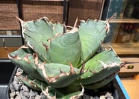 小株】 アガベ チタノタ 皇冠（クラウン）lize血統 | RAINBOW PLANTS