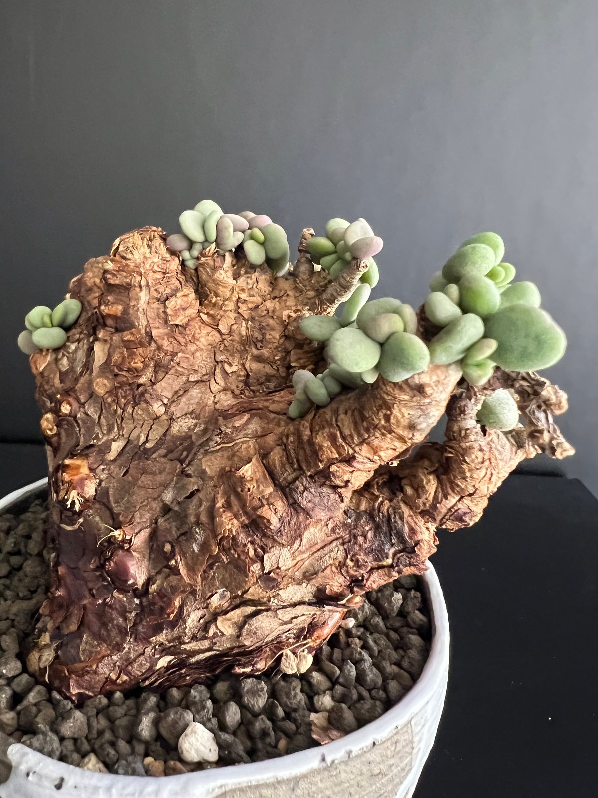 ケラリアピグマエア 現地株 発根済 b5 | HANDS PLANTS