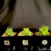 グラキリス 実生 5株セット ②G | HANDS PLANTS