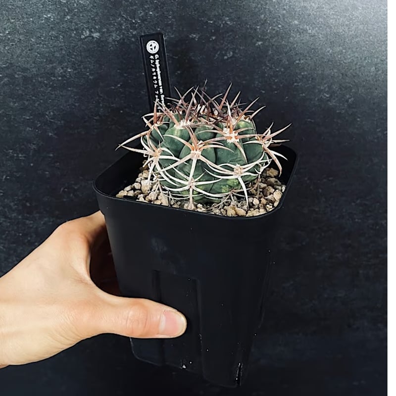 ギムノカリキウム フェロシオール 実生 「Gymnocalycium hybopleurum