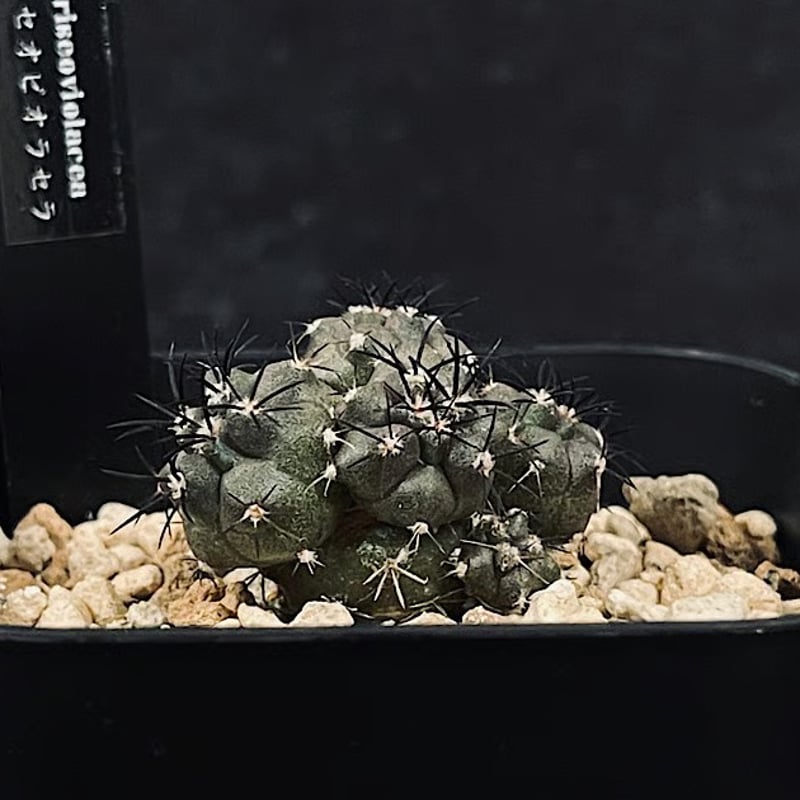 コピアポア グリセオビオラセラ 実生 群生 「Copiapoa griseoviolacea」