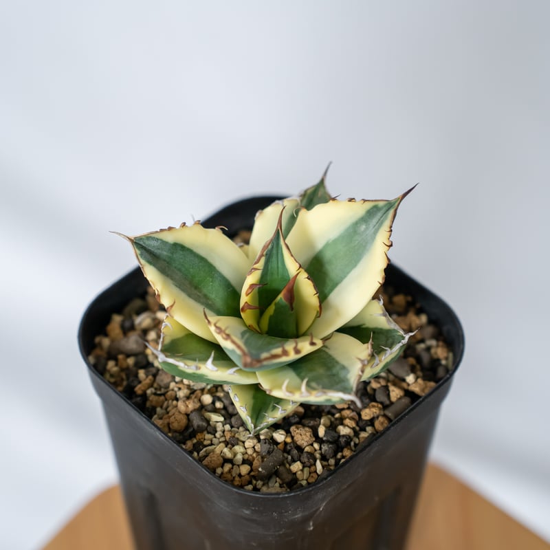 アガベ チタノタ スナグルトゥース Agave titanota Snaggle Tooth