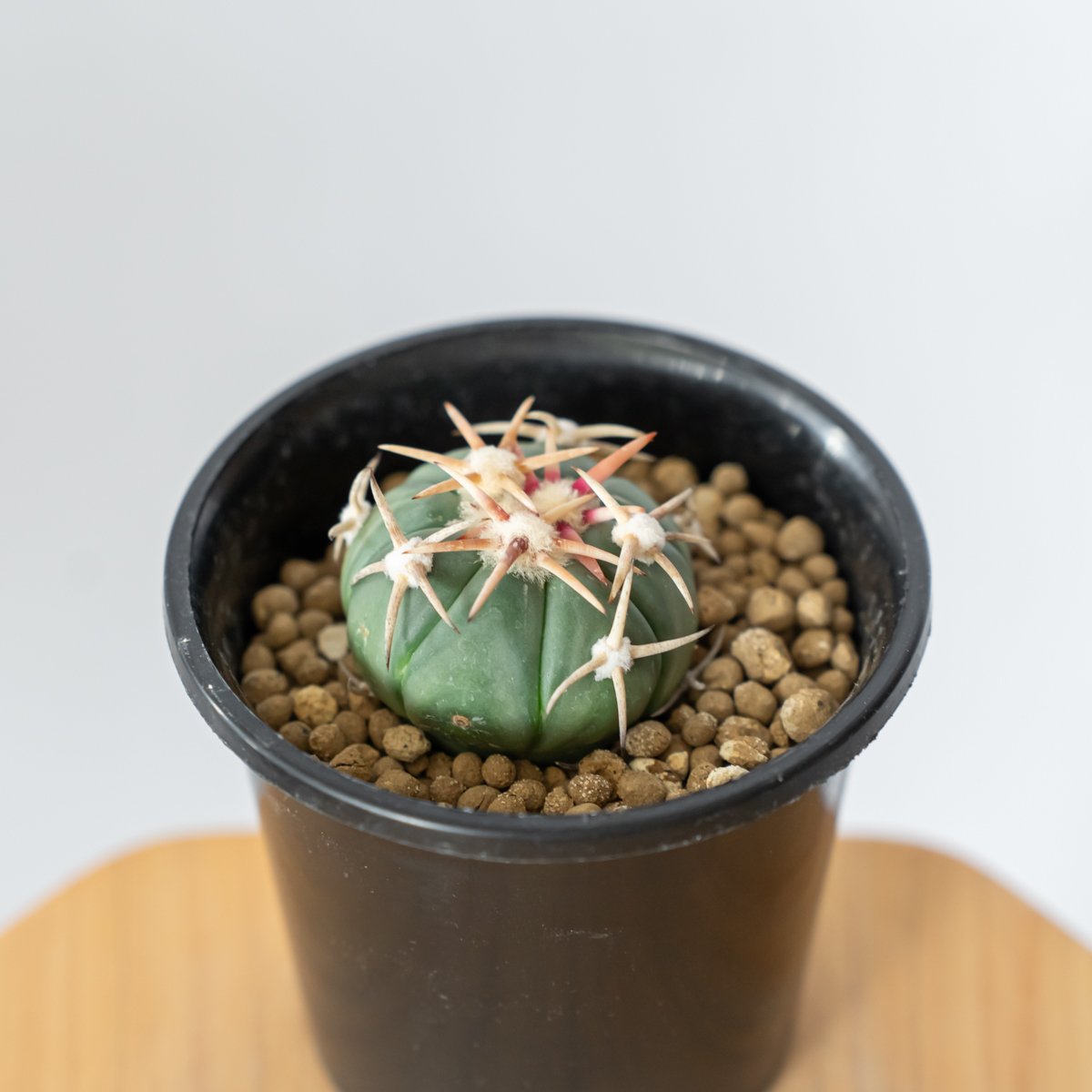 エキノカクタス 白刺翠平丸 実生 美株 Echinocactus horizonthaloni