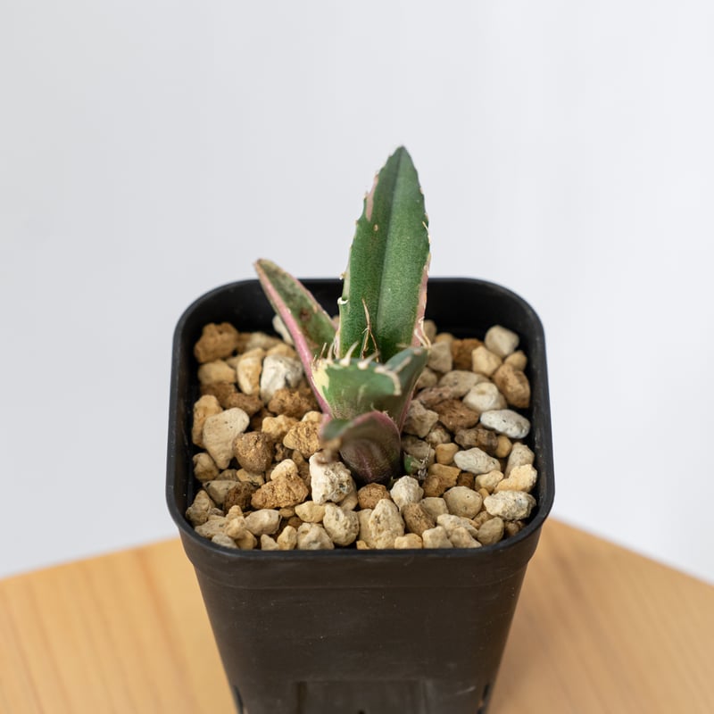 アガベ チタノタ 白鯨 白鯨錦 白覆輪 TC株 Agave titanota White Wh