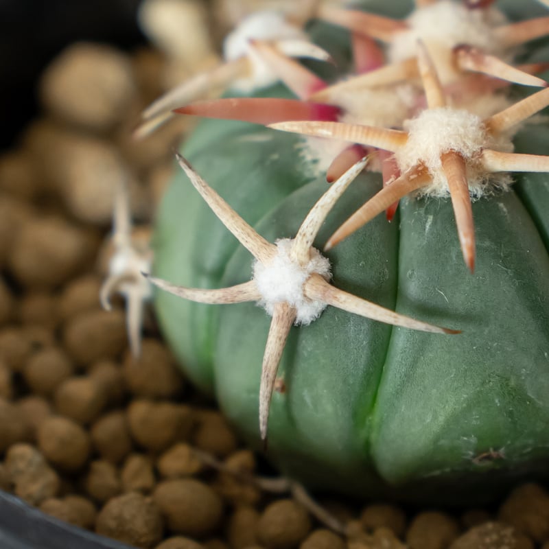 エキノカクタス 白刺翠平丸 実生 美株 Echinocactus horizonthaloni