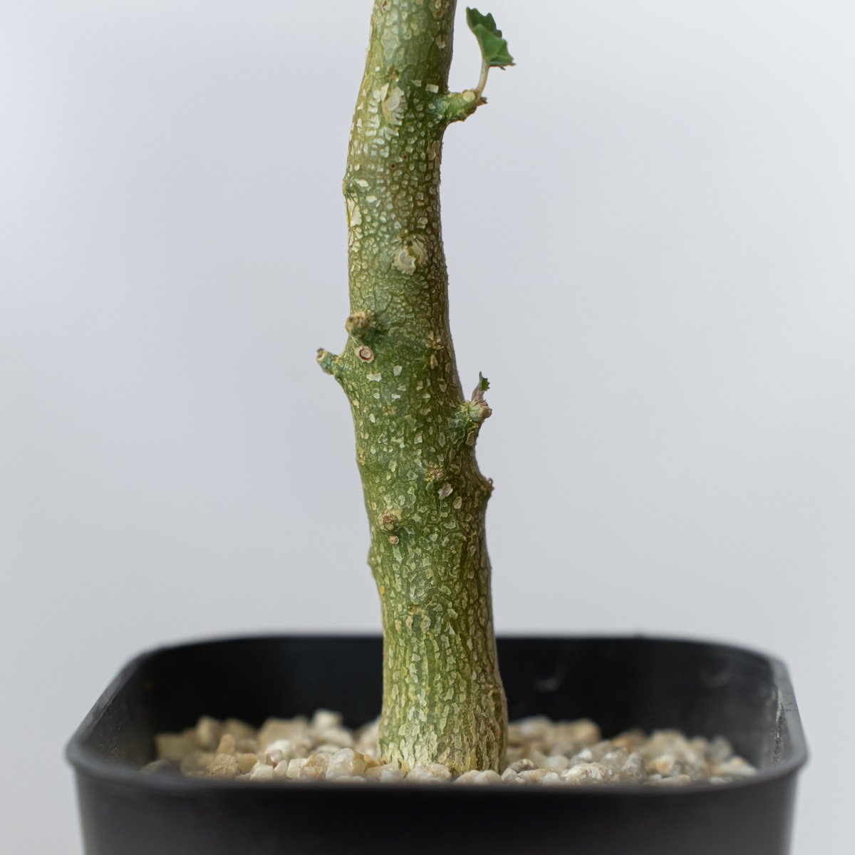 ドルステニア ジプソフィラ 実生 Dorstenia gypsophila 塊根植物 多肉