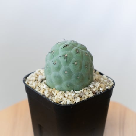 テフロカクタスゲオメトリクス | STORES