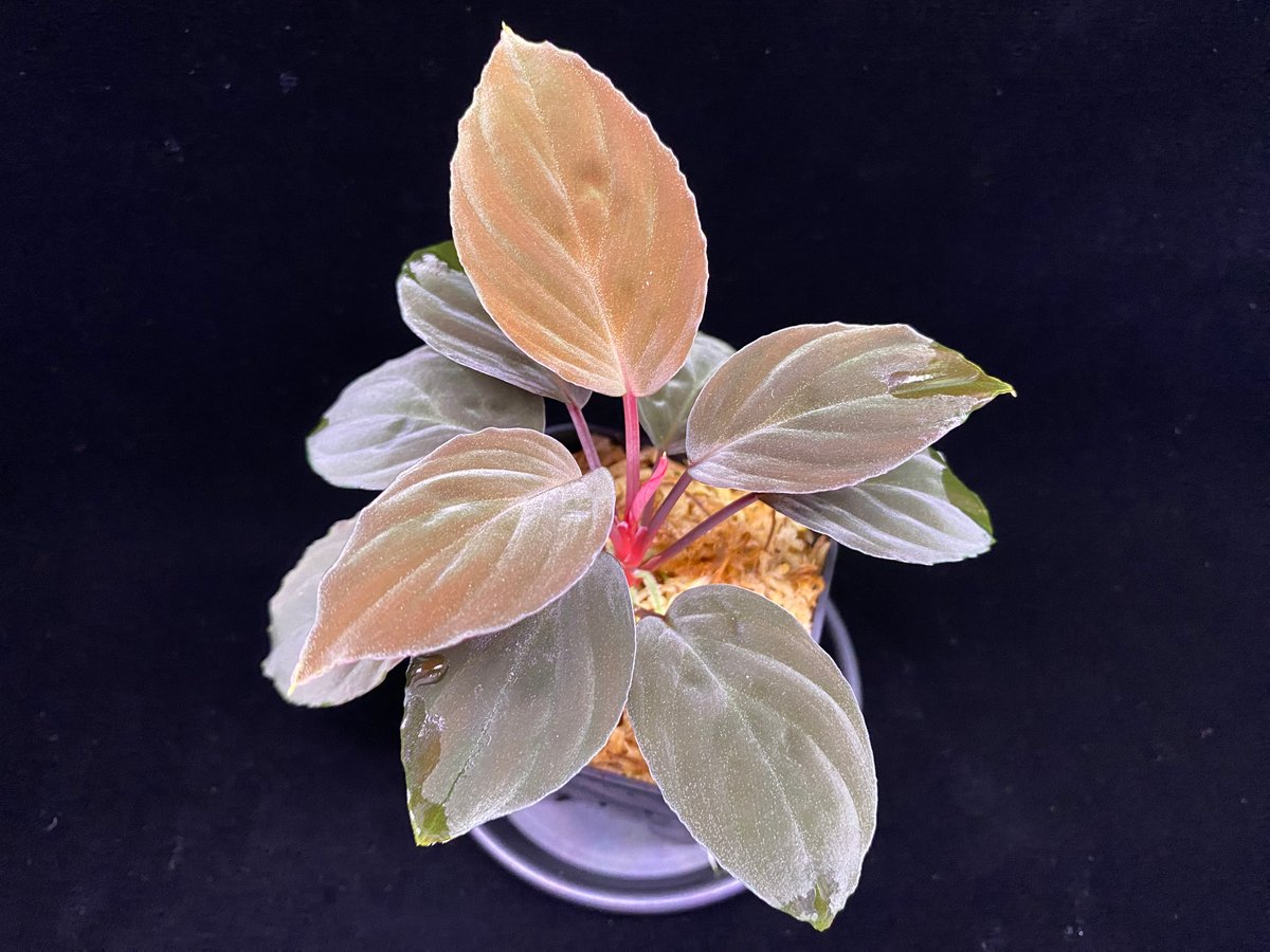 Homalomena sp 