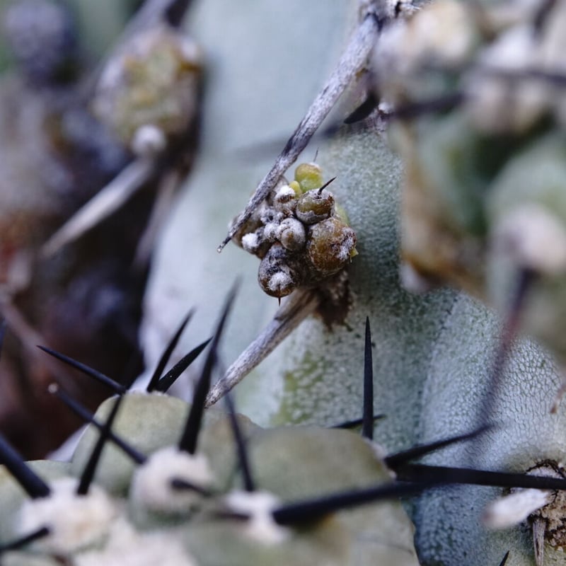 コピアポア 黒王丸 群生球 Copiapoa cinerea multi-headed | C