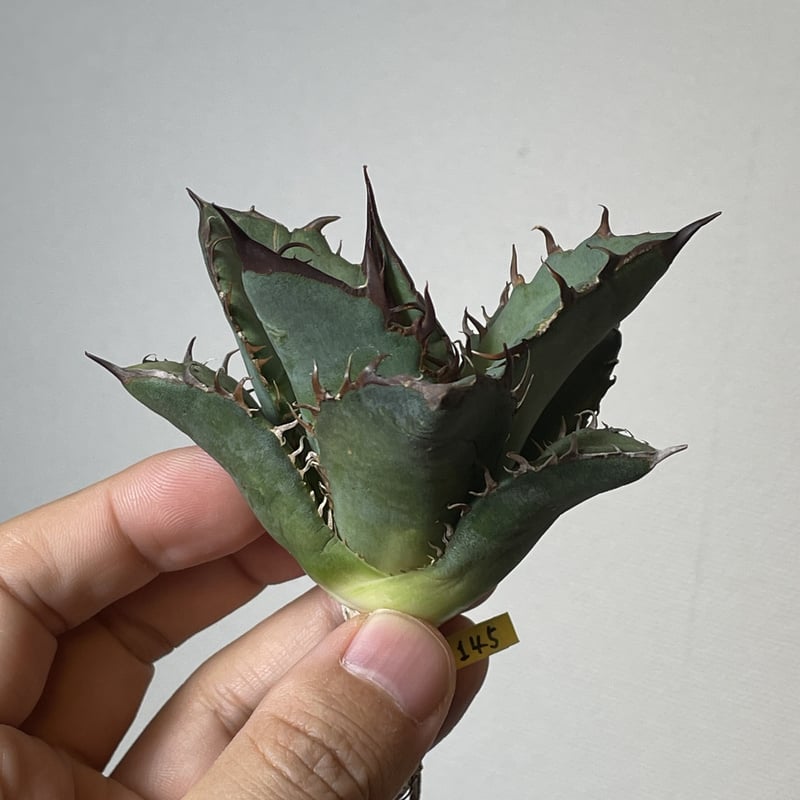 Agave oteroi (from Oaxaca) No. 0145 COYOTE PLAN