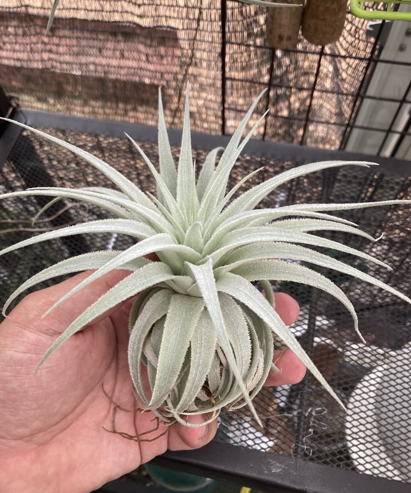 Ꭲ.gardneri var. rupicola | 【Good Field】エアープランツ専門店