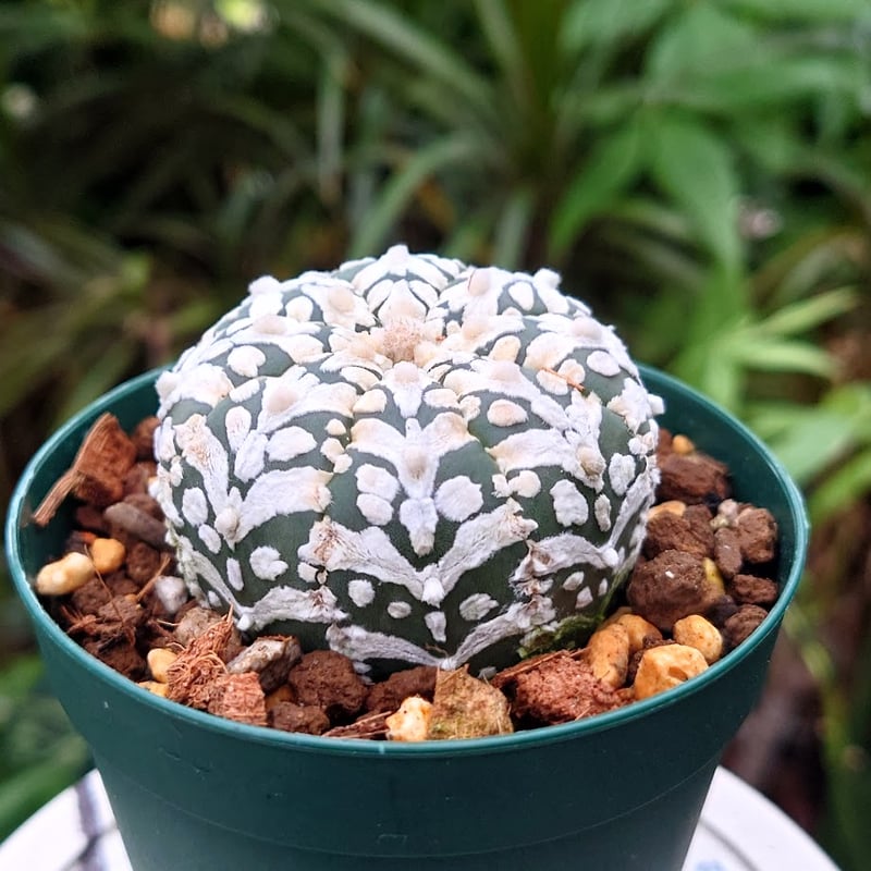アストロフィツム スーパー兜 Vタイプ 4 Astrophytum asterias cv '