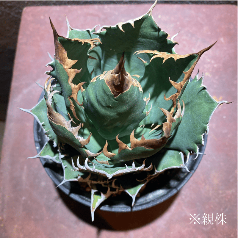 OSP育成株】【発根済み子株】オアハカ・オテロイ | GABA