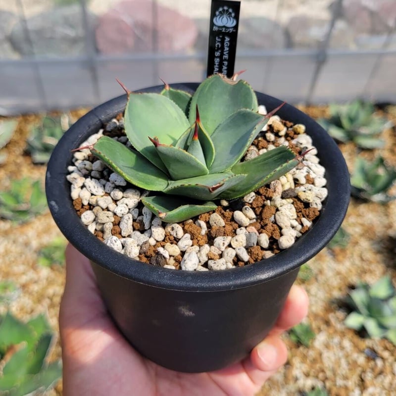 agave parryi 'j.c.'s shadow' | カトーエンゲー