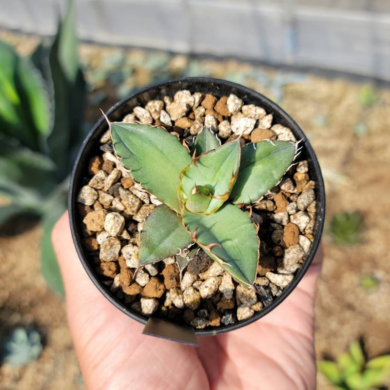 agave oteroi seedling | カトーエンゲー