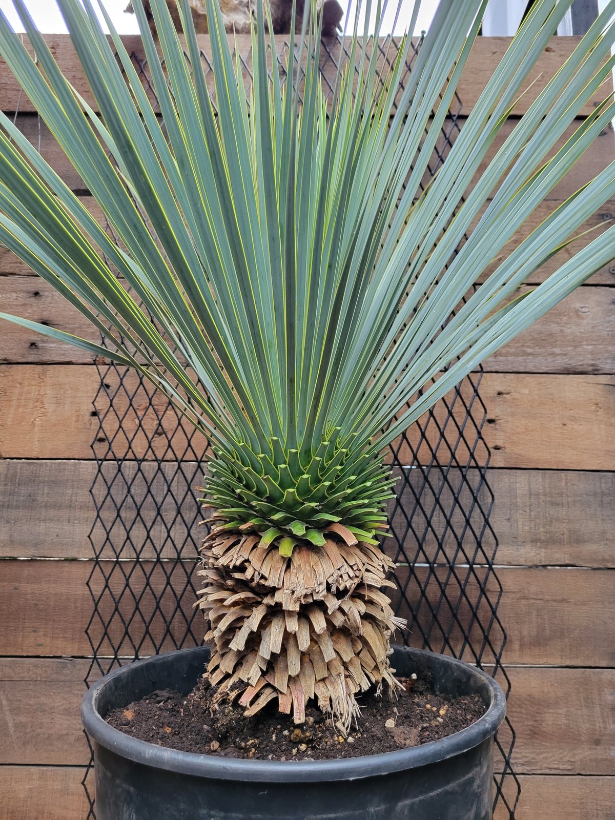 ユッカ ロストラータ Yucca rostrata 1 | ガレージプラス Wood&Works
