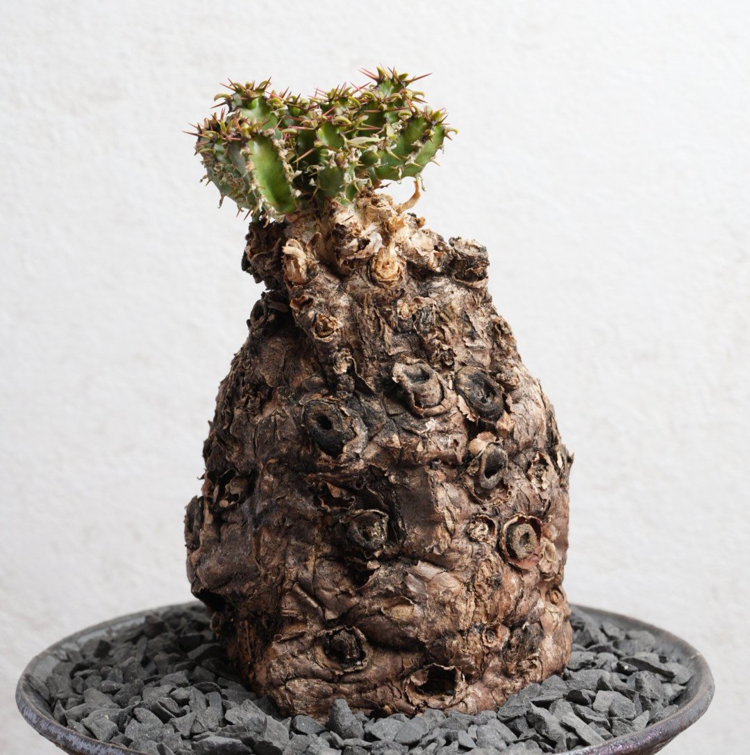 ユーフォルビア・ムランジーナ 現地球 x 井上茂 陶器鉢 | Agave