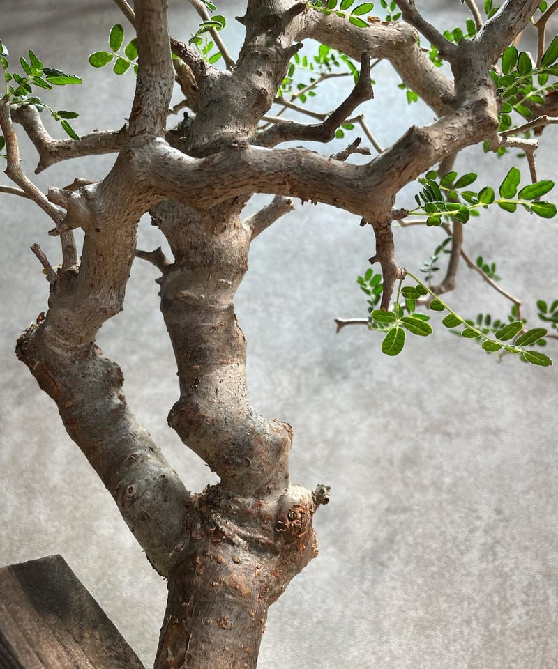 コミフォラ モンストローサ /Commiphora monstrosa 発根済 (幹幅約3.
