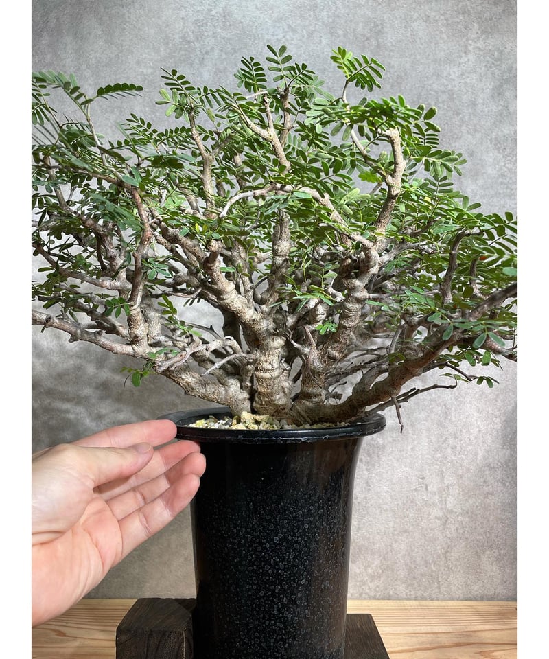 センナ メリディオナリス Senna meridionalis 発根済 (商品番号sm-12)