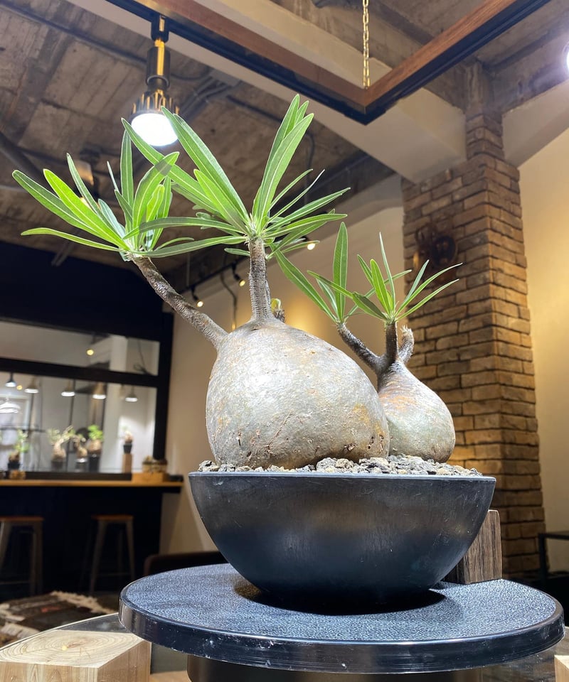 パキポディウム グラキリス 2頭 Pachypodium gracilius 発根済 (商品