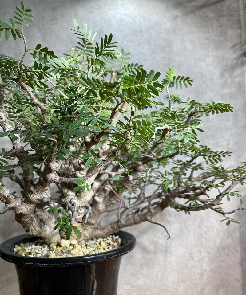 センナ メリディオナリス Senna meridionalis 発根済 (商品番号sm-12)