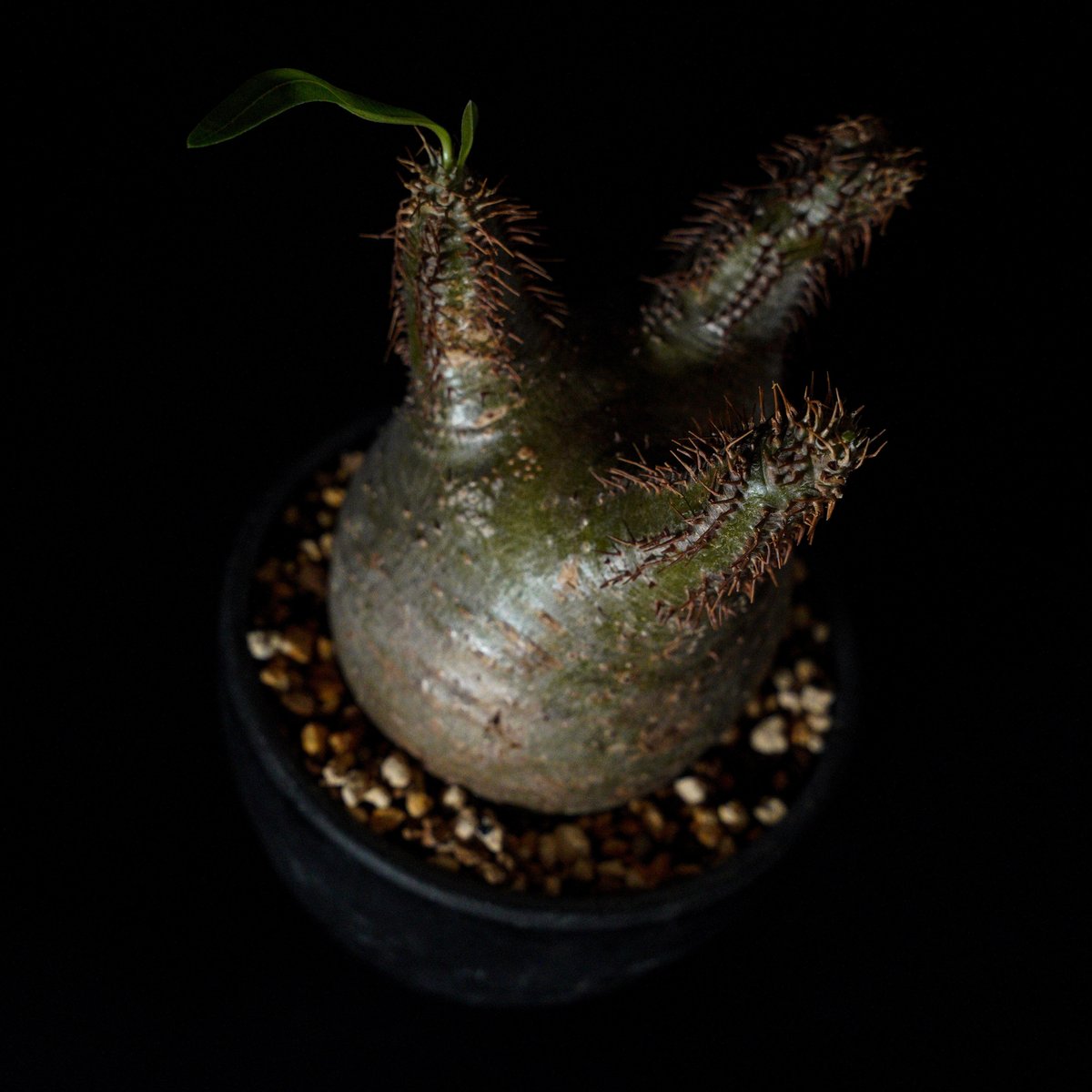 パキポディウム グラキリス-PG351 | Supervoid Caudex