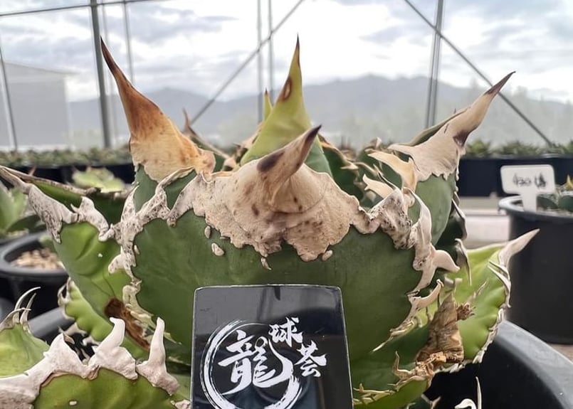 アガベ・チタノタ 巨歯鯊(芽)-002｜agave titanota megalodon |