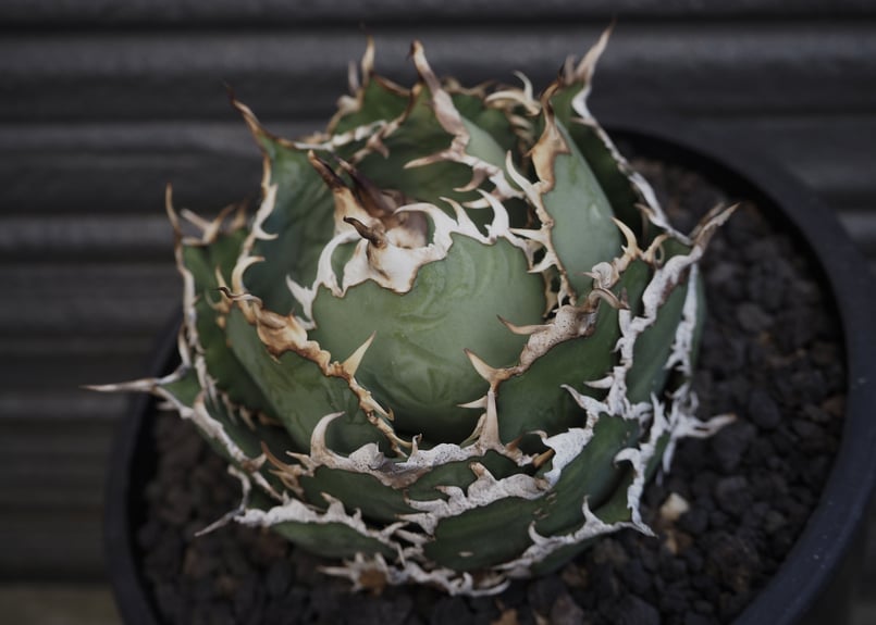 アガベ・チタノタ 圓葉拇指(フィリグリー)_ボールタイプ-005｜agave