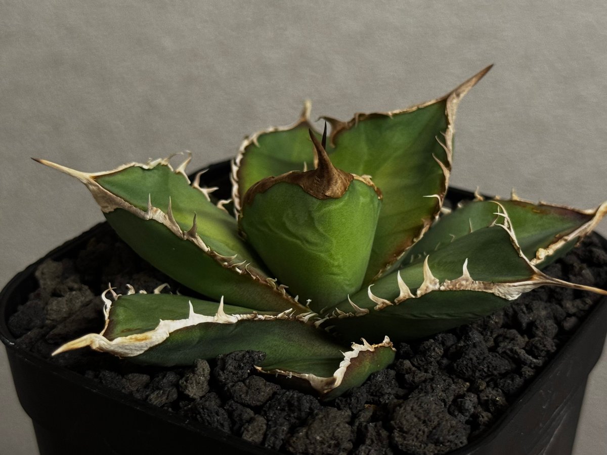 アガベ・チタノタ 緑幽霊（芽）-005｜agave titanota green ghost