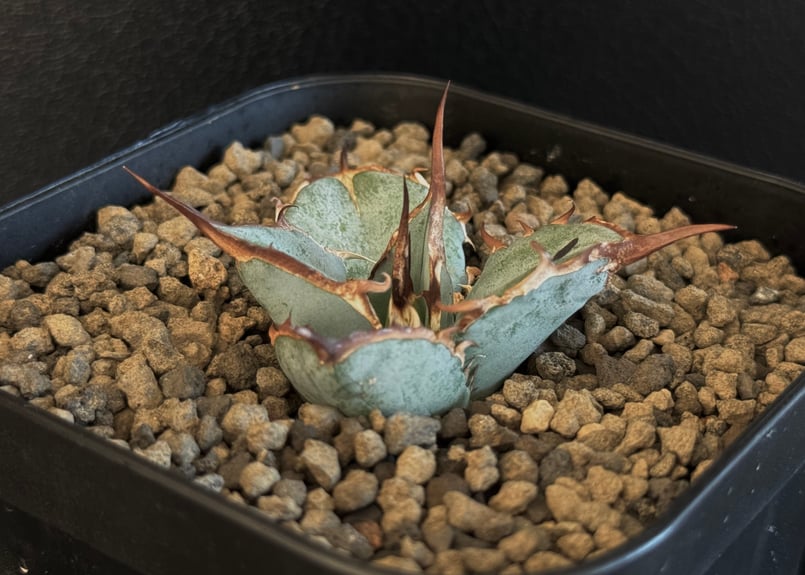 アガベ・チタノタブルー選抜/L15（芽）-002｜agave titanotablue_L15
