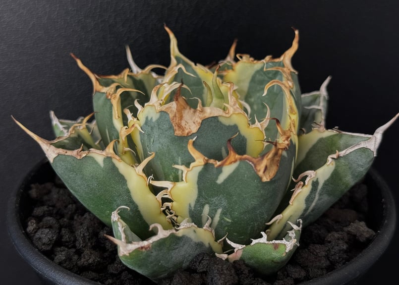 アガベ・チタノタ白鯨（覆輪）芽-008｜agave titanota white whale