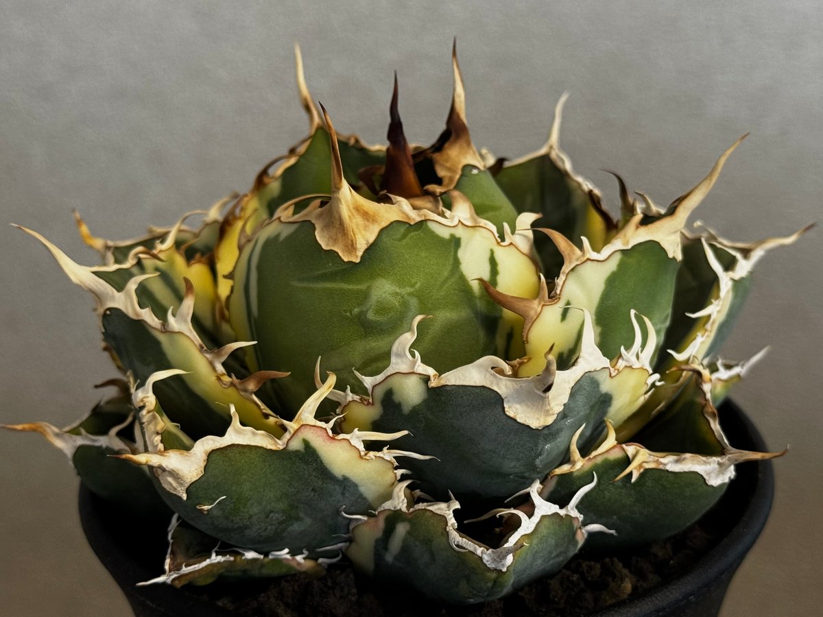 アガベ・チタノタ白鯨（覆輪）中-004｜agave titanota white whale