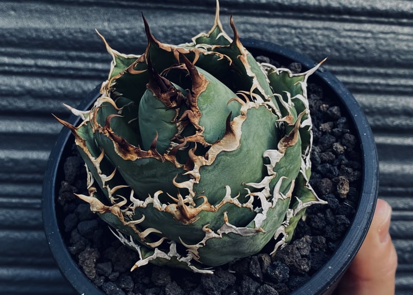 アガベ・チタノタ 圓葉拇指(フィリグリー)_ボールタイプ小-003｜agave